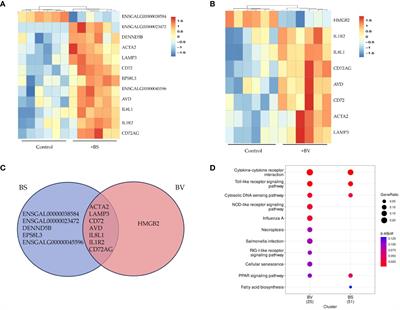 In vitro assessment of the immunomodulatory effects of probiotic Bacillus strains on chicken PBMCs